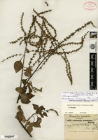 Isosyntype of Celosia populifolia Moquin-Tandon [family AMARANTHACEAE]