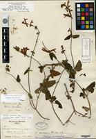 Lectotype of Stachys oaxacana Fernald [family LAMIACEAE]
