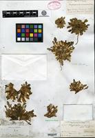 Type? of Glyptopleura marginata D. C. Eaton [family ASTERACEAE]