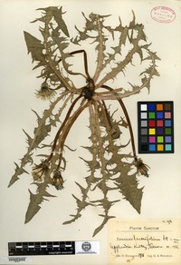 Type? of Taraxacum lacerifolium G. E. Haglund [family ASTERACEAE]