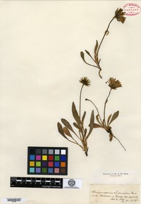Type? of Hieracium alpinum Fries var. eximium Backhouse [family ASTERACEAE]