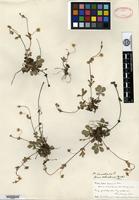 Holotype of Potentilla pumila Poiret f. ochroleuca Weatherby [family ROSACEAE]