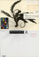 Isotype of Cephalomanes atrovirens C. Presl [family HYMENOPHYLLACEAE]