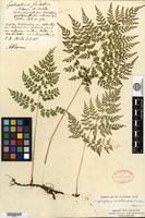 Type? of Cystopteris sudetica A. Brown & Milde [family ATHYRIACEAE]