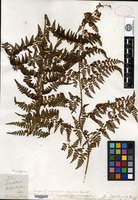 Isotype of Microlepia hancei Prantl [family DENNSTAEDTIACEAE]