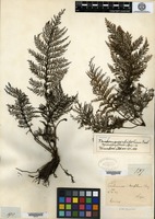 Syntype of Trichomanes apiifolium C. Presl [family HYMENOPHYLLACEAE]