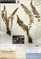 Isotype of Woodsia polystichoides D. C. Eaton [family PERANEMACEAE]