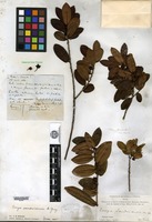 Type of Eurya sandwicensis A. Gray [family THEACEAE]