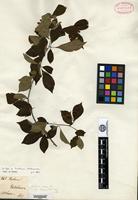 Isotype of Pourthiaea oldhamii Decaisne [family ROSACEAE]