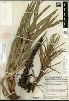 Isotype of Abolboda ptaritepuiana Steyermark [family XYRIDACEAE]