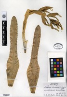 Holotype of Billbergia chlorantha L. B. Smith [family BROMELIACEAE]
