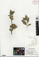 Isotype of Salix boothii Dorn [family SALICACEAE]