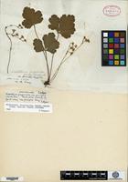 Isotype of Waldsteinia parviflora Small [family ROSACEAE]