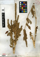Type of Amaranthus powellii S. Watson [family AMARANTHACEAE]