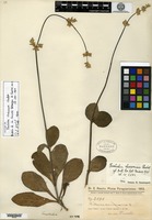 Isotype of Froelichia chacoensis Chodat [family AMARANTHACEAE]