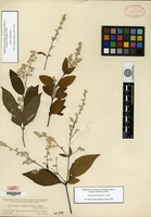 Isotype of Iresine completa Uline & W. L. Bray [family AMARANTHACEAE]