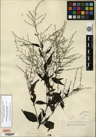 Type of Iresine nigra Uline & W. L. Bray [family AMARANTHACEAE]