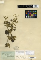 Holotype of Telanthera helleri B. L. Robinson var. obtusior B. L. Robinson [family AMARANTHACEAE]