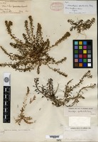 Type of Monolepis spathulata A. Gray [family CHENOPODIACEAE]