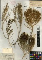 Isotype of Salicornia subterminalis Parish [family CHENOPODIACEAE]