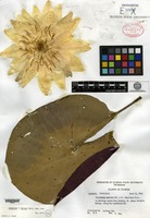 Holotype of Nymphaea thiona D. B. Ward [family NYMPHAEACEAE]