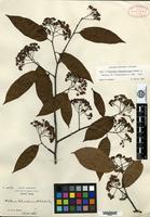 Type of Photinia schneideriana Rehder & E. H. Wilson [family ROSACEAE]