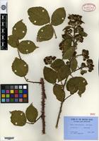 Type of Rubus newbouldianus Rilstone [family ROSACEAE]