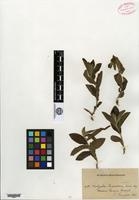 Isosyntype of Odonteilema claussenii Turcz. [family EUPHORBIACEAE]