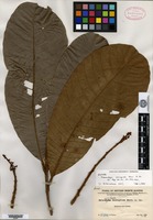 Isotype of Melanochyla ferruginea Merrill [family ANACARDIACEAE]