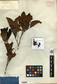 Type? of Matayba glaberrima Radlkofer [family SAPINDACEAE]