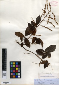 Type? of Serjania rufa Radlkofer [family SAPINDACEAE]