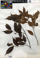 Type of Macreightia acuminata Thwaites [family EBENACEAE]