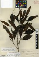 Isotype of Sarcocephalus multicephalus Elmer [family RUBIACEAE]