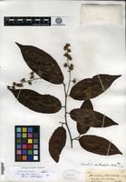 Holotype of Homalium eleutherostylum S. F. Blake [family FLACOURTIACEAE]