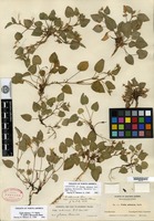 Syntype of Viola adunca Smith var. glabra Brainerd [family VIOLACEAE]