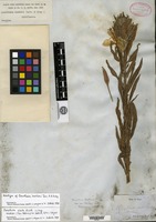 Holotype of Oenothera hookeri Torrey & A. Gray [family ONAGRACEAE]