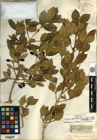 Isotype of Linociera foveolata (E. Meyer) Knoblauch var. tomentella Verdoorn [family OLEACEAE]