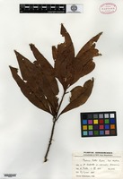 Isotype of Pouteria pullei Eyma [family SAPOTACEAE]