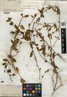 Isotype of Metastelma martinicense Schlechter [family ASCLEPIADACEAE]