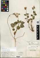 Holotype of Solanum clarum Correll [family SOLANACEAE]