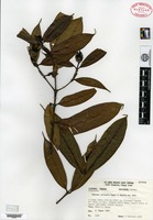 Isotype of Faramea jefensis Dwyer & M. V. Hayden [family RUBIACEAE]