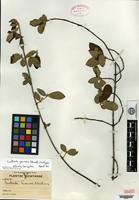Isotype of Guettarda gaumeri Standley [family RUBIACEAE]