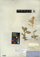 Isotype of Obione lentiformis Torrey var. rhombifolia Torrey [family CHENOPODIACEAE]