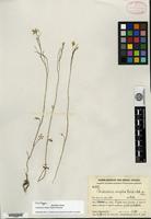 Isotype of Cardamine simplex Handel-Mazzetti [family BRASSICACEAE]