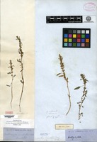 Type of Amblogyna urceolata (Bentham) A. Gray var. obcordata A. Gray [family AMARANTHACEAE]