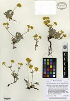 Isotype of Eriogonum umbellatum Torrey var. mohavense Reveal [family POLYGONACEAE]
