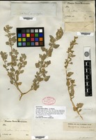 Syntype of Chenopodium olidum S. Watson [family CHENOPODIACEAE]