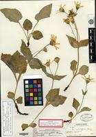 Isotype of Arnica diversifolia Greene [family ASTERACEAE]