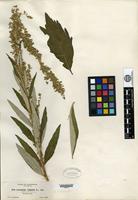 Type? of Artemisia suksdorfii Piper [family ASTERACEAE]