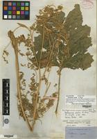 Lectotype of Parthenice mollis A. Gray [family ASTERACEAE]
